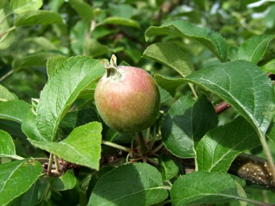 ”実すぐりりんご”のさっぱり果実酒