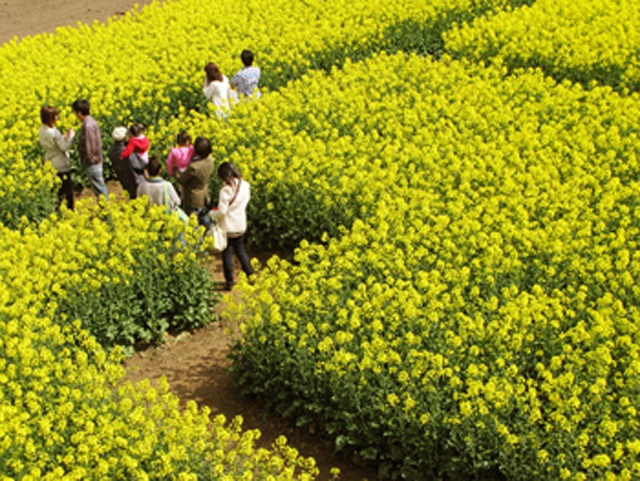 横浜町の黄色い迷路　「菜の花大迷路」
