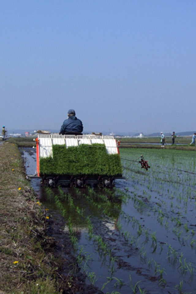 おいしい青森米「まっしぐら」~田植え編