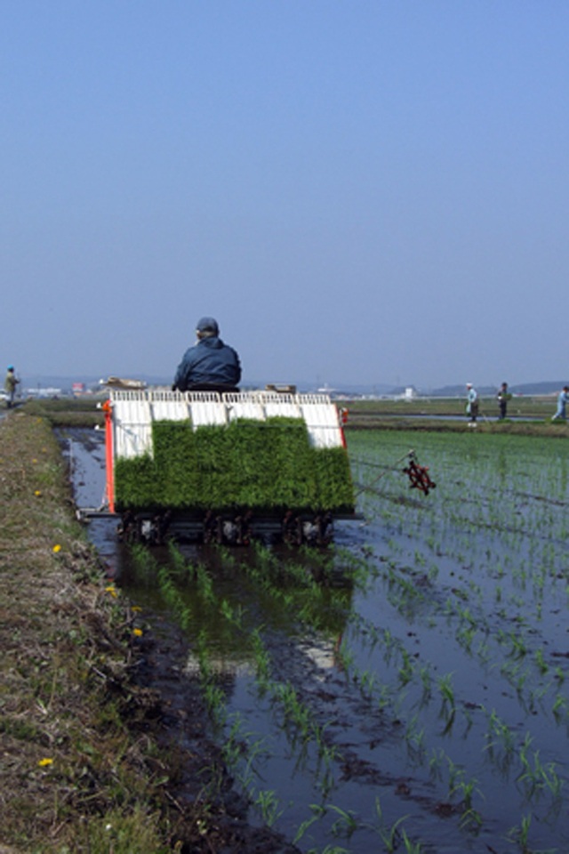 おいしい青森米「まっしぐら」~田植え編