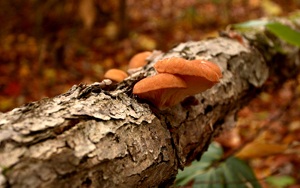 時期外れですがきのこ採りのお話を一つ