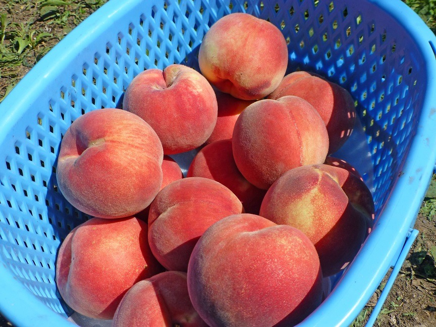 お尻まできれいな「津軽の桃」