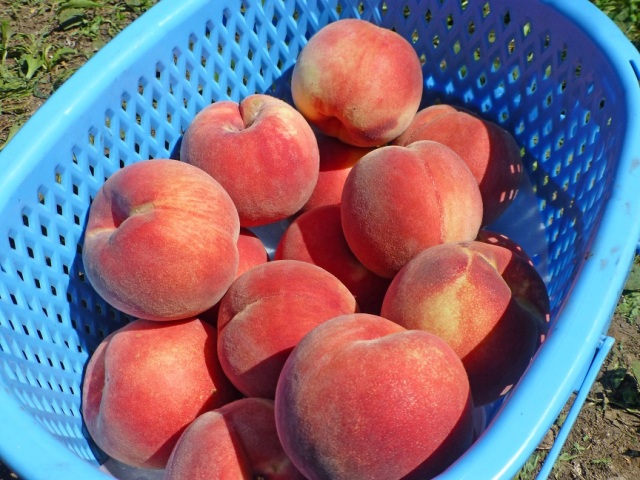 お尻まできれいな「津軽の桃」