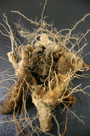 あやしい苦味で虜にする魔性のいも 「トコロ」