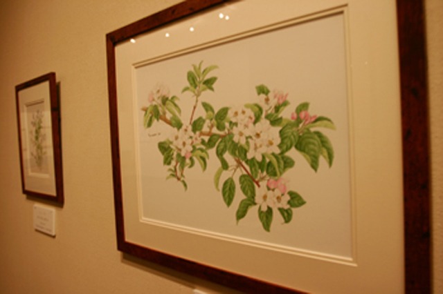 「りんごを描く」展、弘前市立博物館で開催中