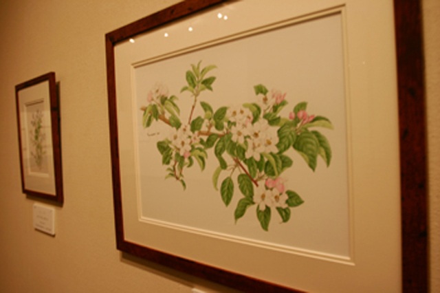 「りんごを描く」展、弘前市立博物館で開催中