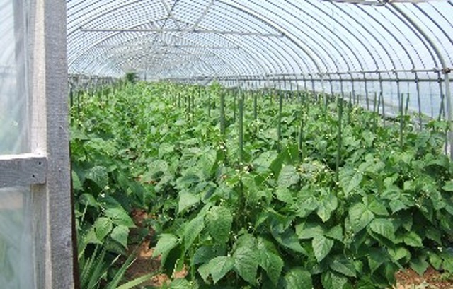 生きた土が野菜を育てる～はまなす生産組合