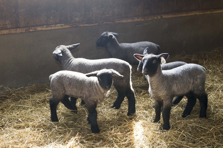 わずか1%未満の国産羊の産地化に向けた取り組み