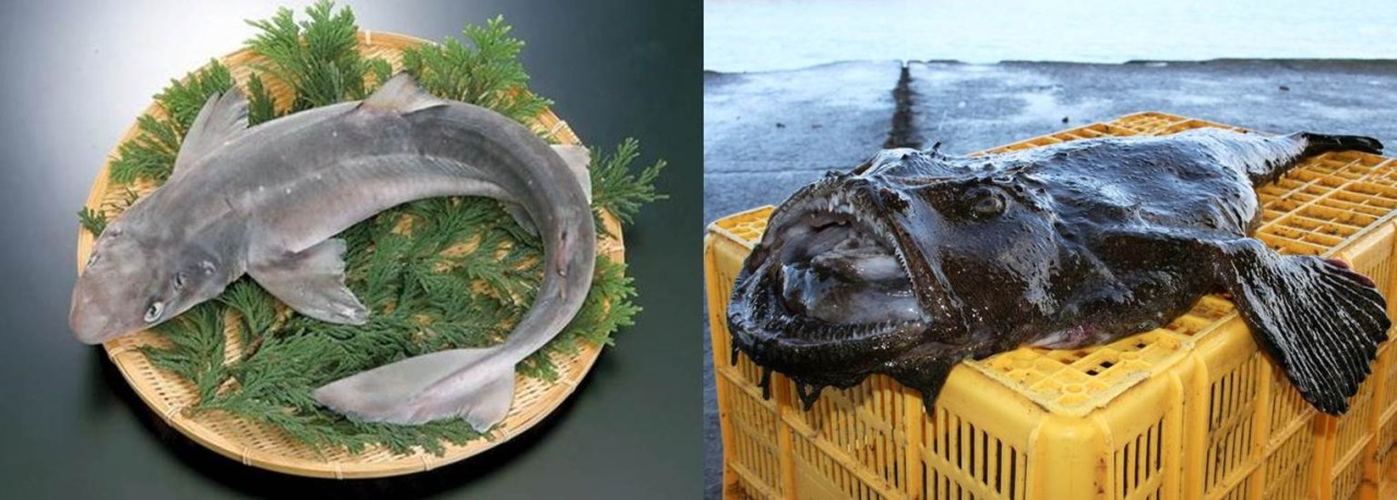 丸の内で堪能する青森の魚食文化