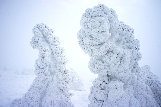 スノーモンスターが見頃です!