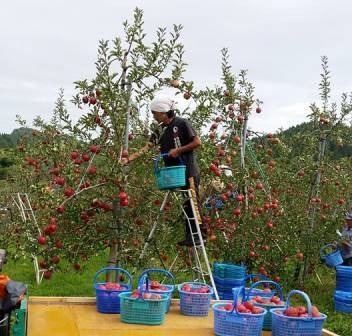 日本一のりんご専門店「りんご侍」〜いろいろなりんごを食べてみませんか?編〜