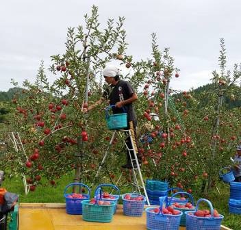 日本一のりんご専門店「りんご侍」〜いろいろなりんごを食べてみませんか？編〜