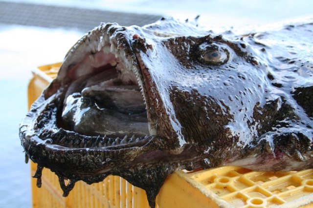 下北半島の冬の風物詩　～ 風間浦鮟鱇（かざまうらあんこう） ～