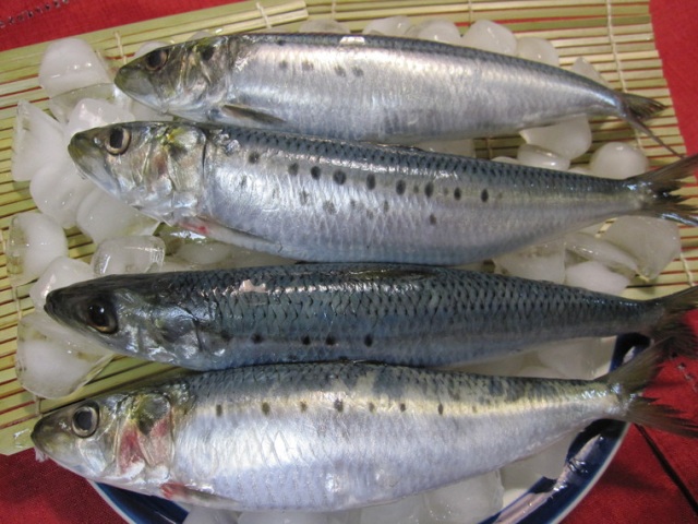 旨すぎる！八戸のマイワシ