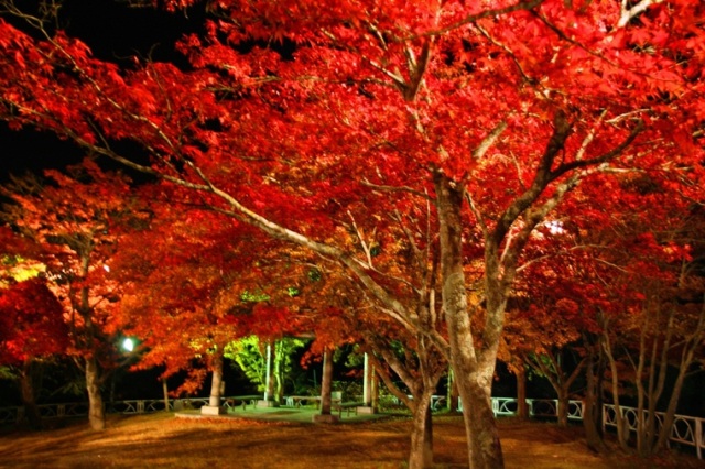 中野もみじ山の紅葉が見頃です！