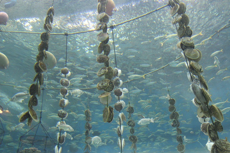 むつ湾の海を楽しく学べるトンネル水槽がオープン!