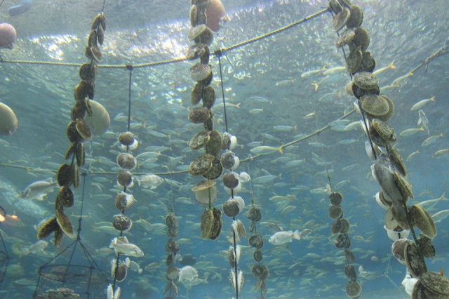 むつ湾の海を楽しく学べるトンネル水槽がオープン!