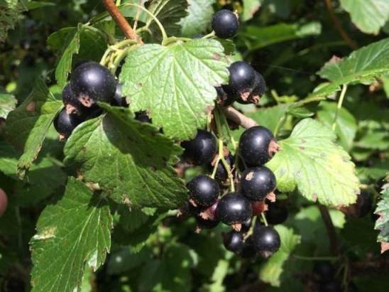 棟方さんのあおもりカシス