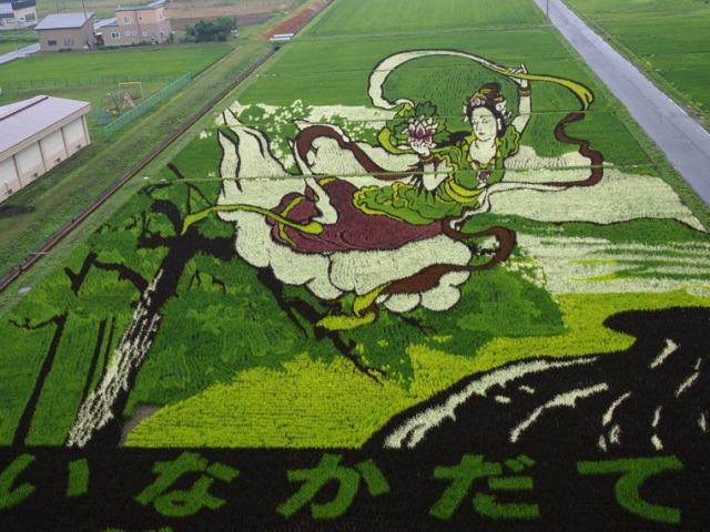 いまが見頃！田舎館村・田んぼアート
