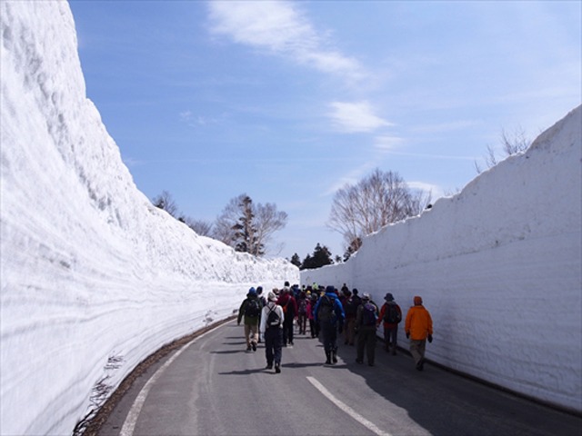 雪の回廊は今が見頃!お早めに八甲田へ
