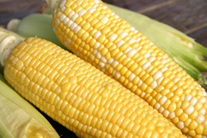 岩木山のめぐみ　嶽きみ