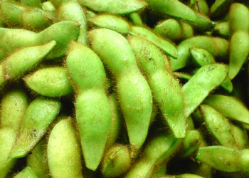 そして青森は「毛豆」の季節♪