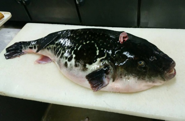 青森産のトラフグを八戸で食らう