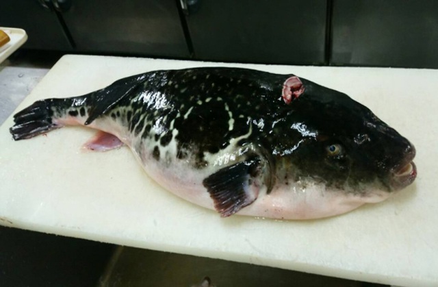 青森産のトラフグを八戸で食らう