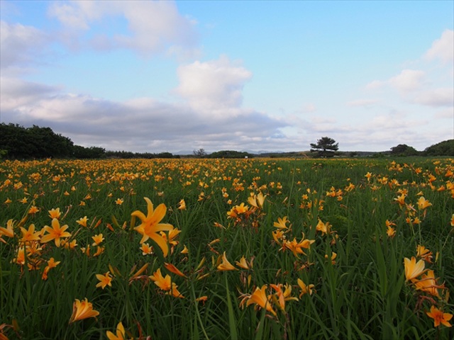 見頃です！ベンセ湿原のニッコウキスゲ