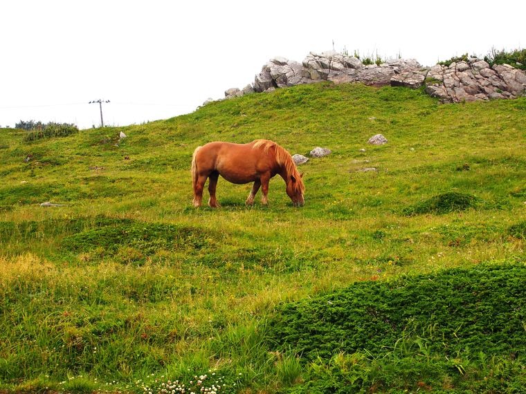 寒立馬って、カワイイね❤