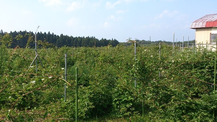 下北半島の初夏を彩る「ブラックベリー」