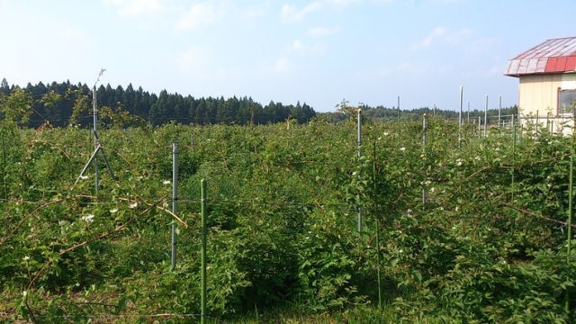 下北半島の初夏を彩る「ブラックベリー」