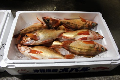 今が旬!小泊漁協でメバルを味わう!