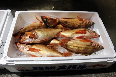 今が旬！小泊漁協でメバルを味わう！