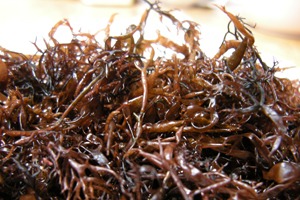 青森の味噌汁歳時記　1月　ふのり