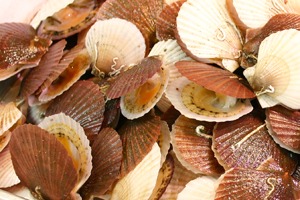 青森の味噌汁歳時記　2月　ほたての稚貝