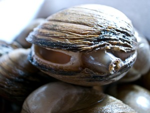 三沢市の新たな旬の味覚　三沢ほっき丼