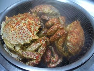 もうすぐ桜の季節ですね～トゲクリガニを持って花見に行こう♪～