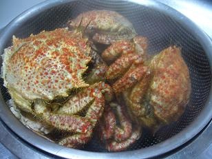 もうすぐ桜の季節ですね～トゲクリガニを持って花見に行こう♪～