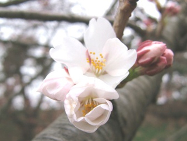 弘前公園の楽しみ方