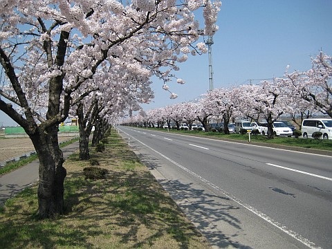 渋滞を期待したくなる桜並木の道