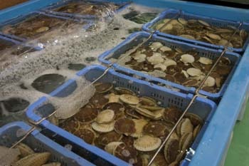 陸奥湾ほたてを満喫するならココだ！平内町「ほたて広場」