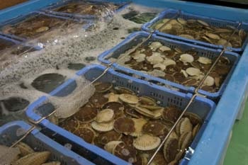 陸奥湾ほたてを満喫するならココだ！平内町「ほたて広場」