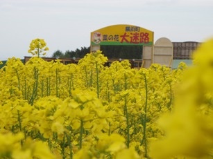 花はいいですねぇ♪