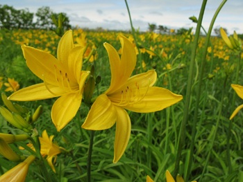 ベンセ湿原のニッコウキスゲ