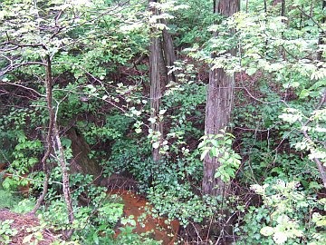 自然の営みが見える　～猿ヶ森の埋没林