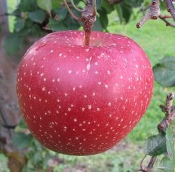 新発想の変色しにくいりんご。ただいま愛称募集中です！