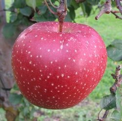 新発想の変色しにくいりんご。ただいま愛称募集中です！