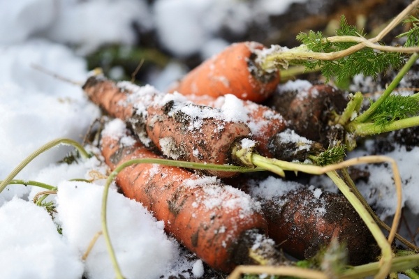 一夜限りの青森ディナーを召し上がれ