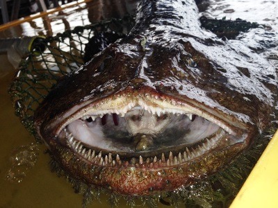 下北半島の冬の風物詩。豪快!鮟鱇(アンコウ)の雪中切り